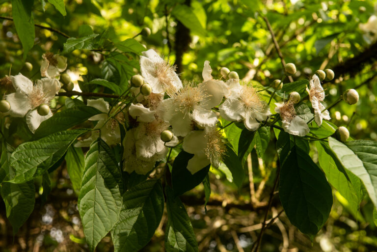 Flor de Gabirova_eldorado